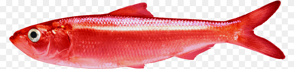 Red Herring Clear Background, Animal, Fish, Food, Mullet Fish Free Png