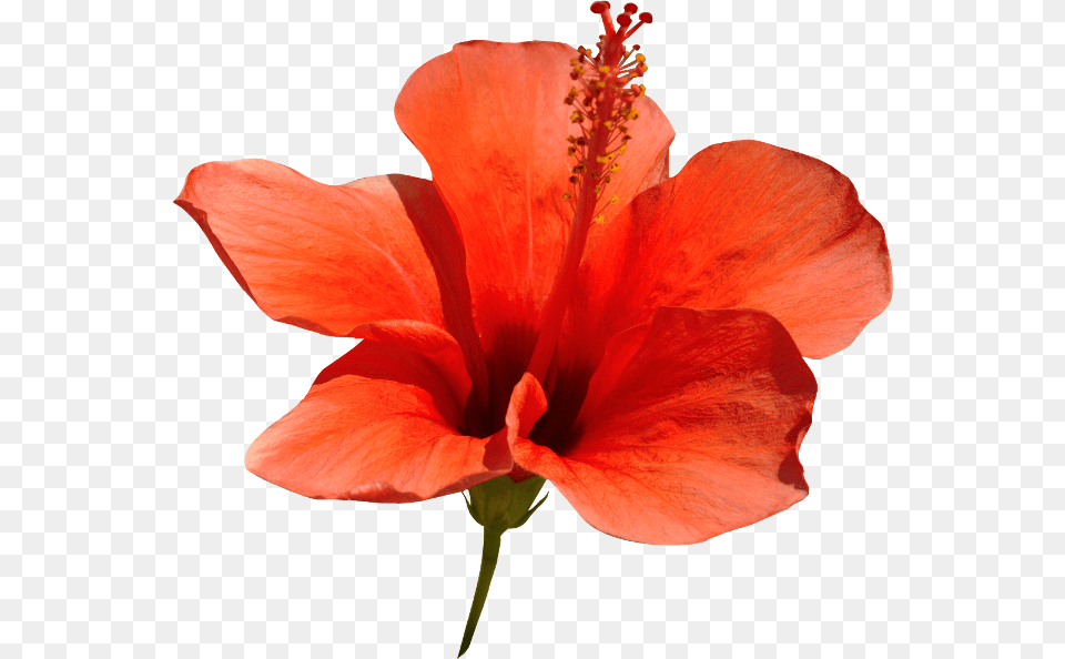 Red Hibiscus Chinese Hibiscus, Flower, Plant, Pollen, Rose Free Png Download