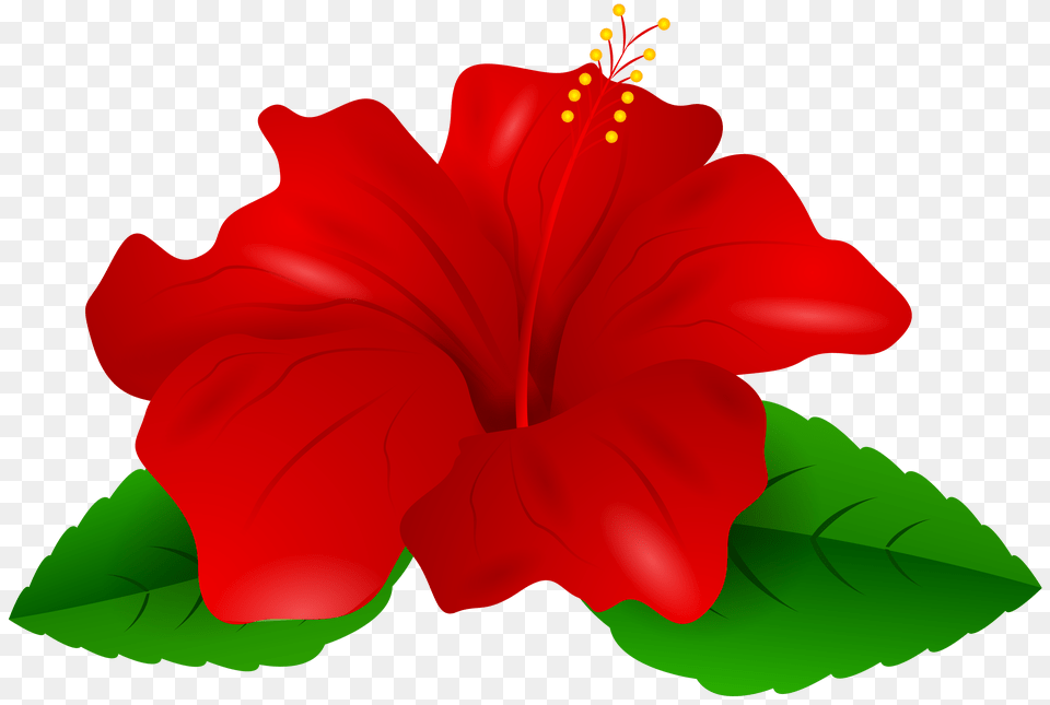 Red Hibiscus Clip, Flower, Plant, Person Png Image