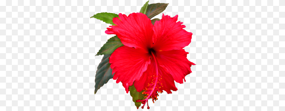 Red Hibiscus Flower Clip Art, Plant, Pollen Png Image