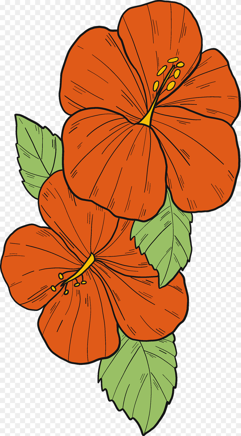 Red Hibiscus Flowers Clipart, Flower, Plant, Person Png Image