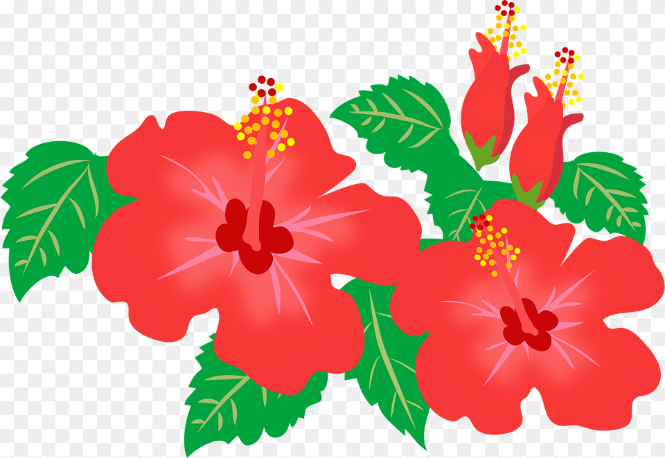 Red Hibiscus Flowers Clipart, Flower, Plant Free Png