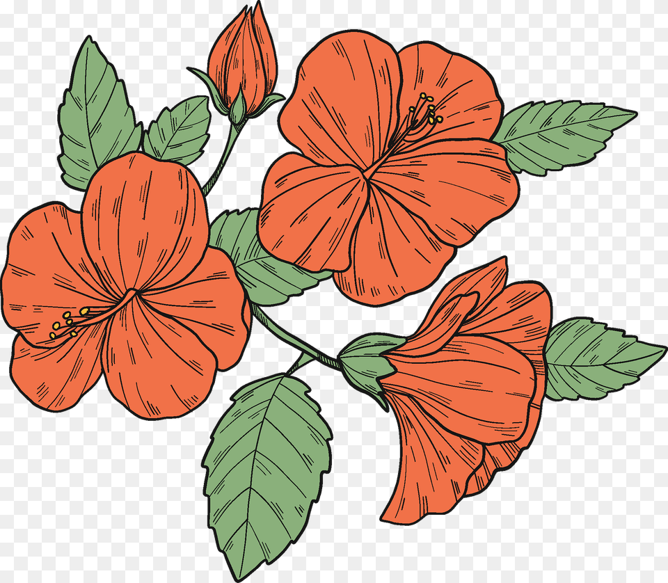 Red Hibiscus Flowers Clipart, Flower, Plant Png Image