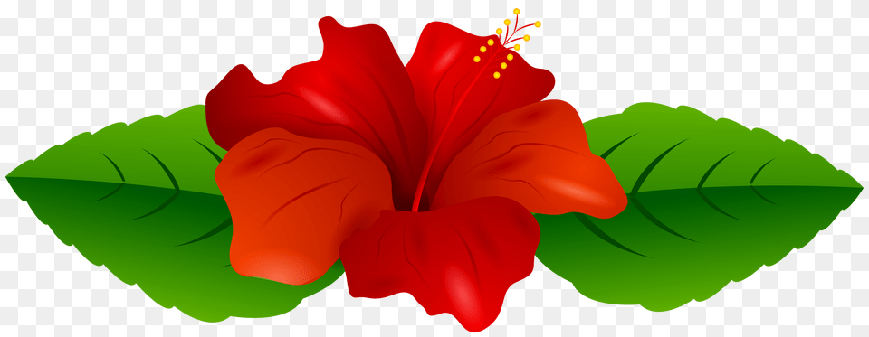 Red Hibiscus Transparent Clip Art Gallery, Flower, Plant, Petal Free Png Download