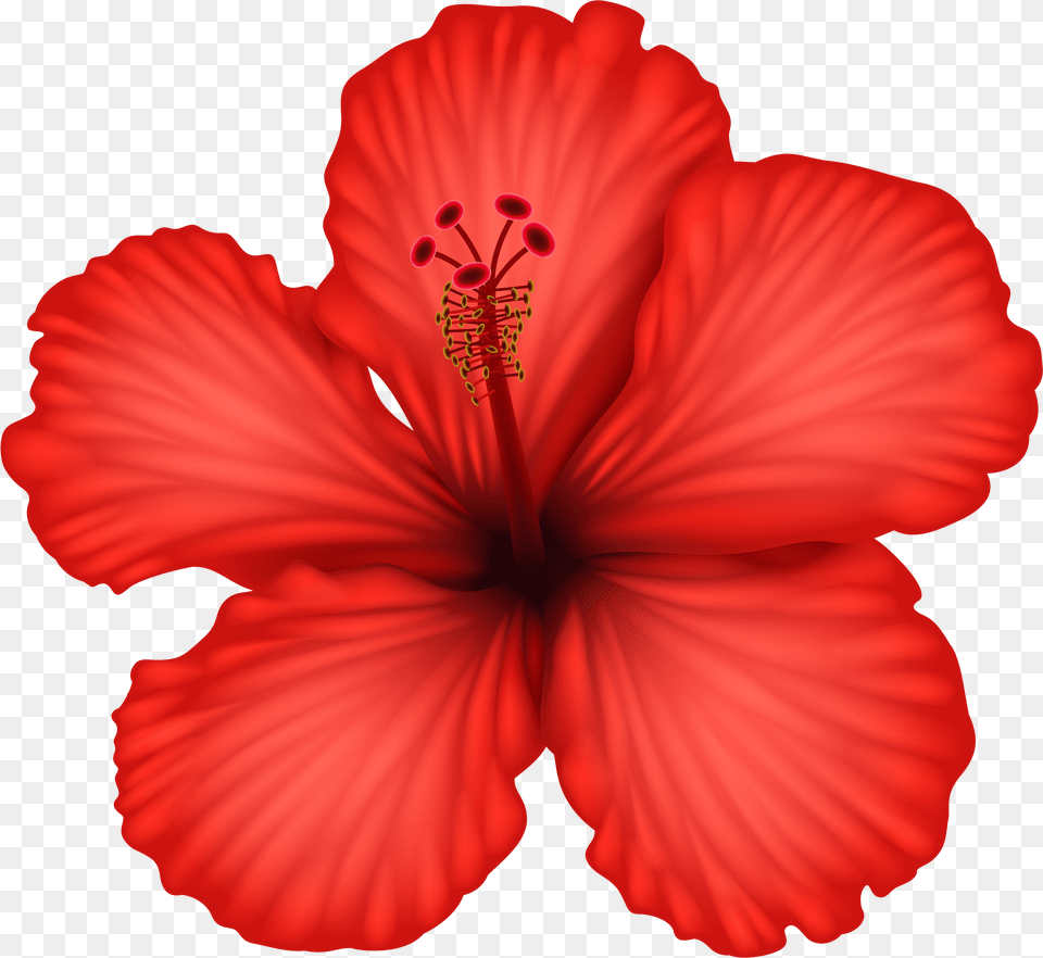 Red Hibiscus U0026 Hibiscuspng Images Red Hibiscus Flower Drawing Color Free Transparent Png