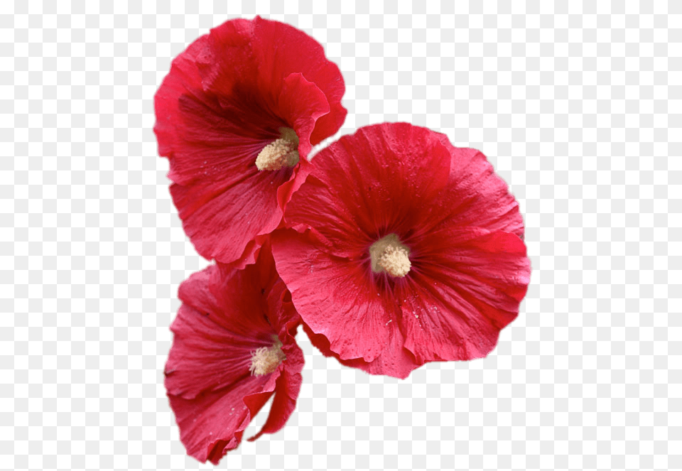 Red Hollyhock Flowers, Flower, Plant, Geranium, Petal Png Image
