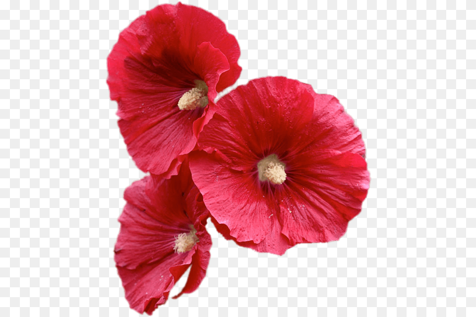 Red Hollyhock Flowers Hollyhock Flower, Plant, Hibiscus, Petal, Anther Free Png