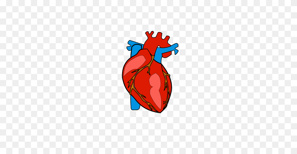 Red Human Heart Free Transparent Png