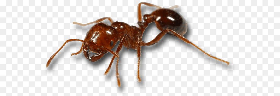 Red Imported Fire Ant Mosquito Black Imported Fire Fire Ants, Animal, Insect, Invertebrate Png Image