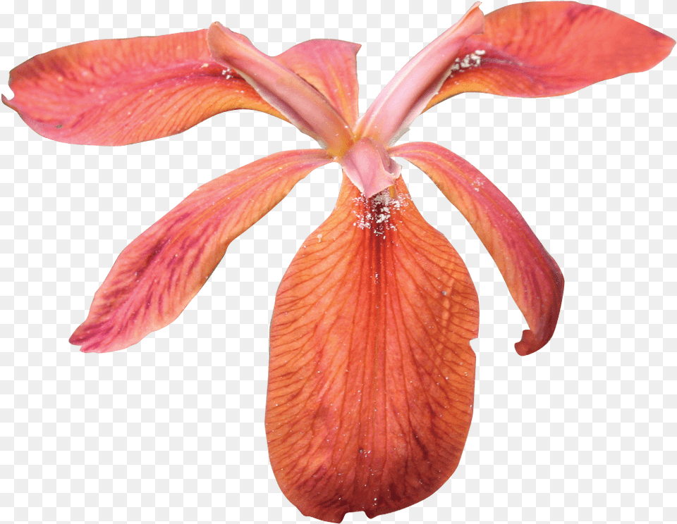 Red Iris Portable Network Graphics, Flower, Petal, Plant, Anther Free Png