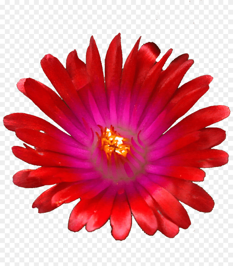 Red Jewel Hair Tie, Anther, Daisy, Flower, Petal Png Image