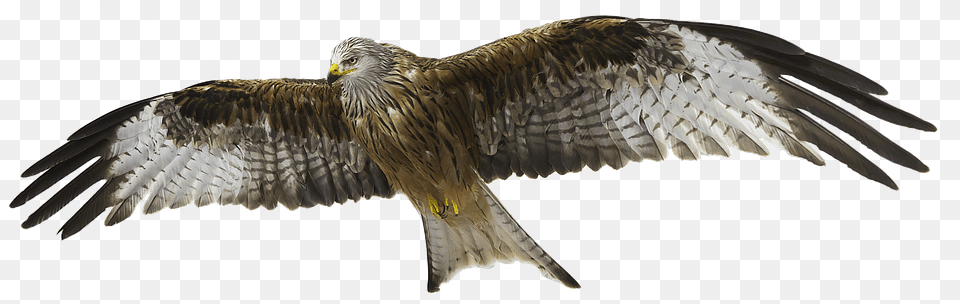 Red Kite Animal, Bird, Kite Bird, Vulture Free Png Download