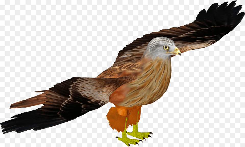 Red Kite 4 Golden Eagle, Animal, Bird, Kite Bird, Vulture Free Transparent Png