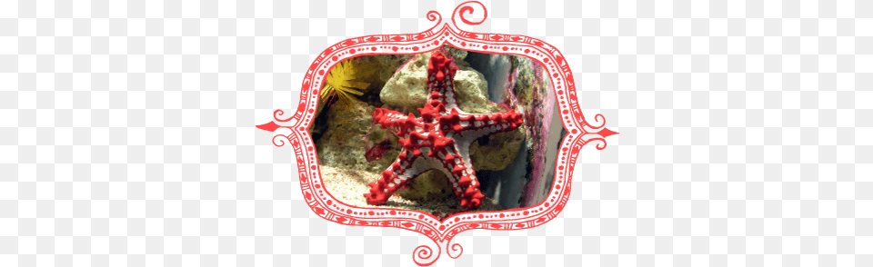 Red Knobbed Starfish Protoreaster Linckii At Bristol Phylum Echinodermata Biology Poster, Animal, Sea Life Free Png