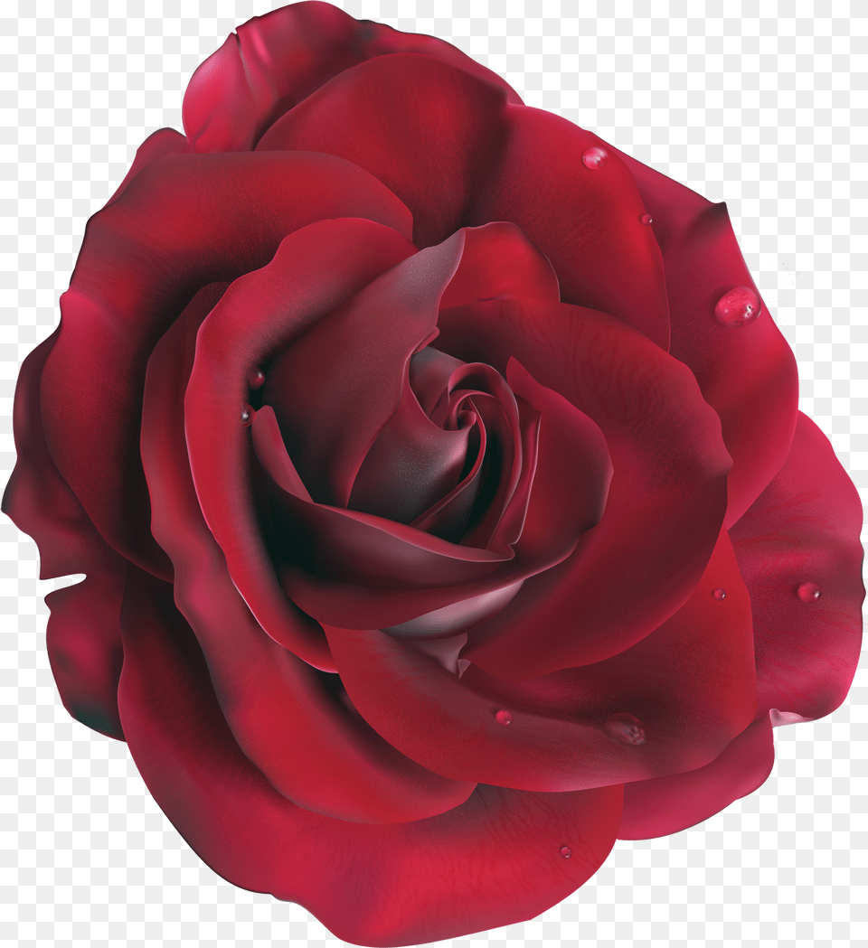 Red Large Rose Clipart Picture Rose Vector, Flower, Plant, Petal Png Image