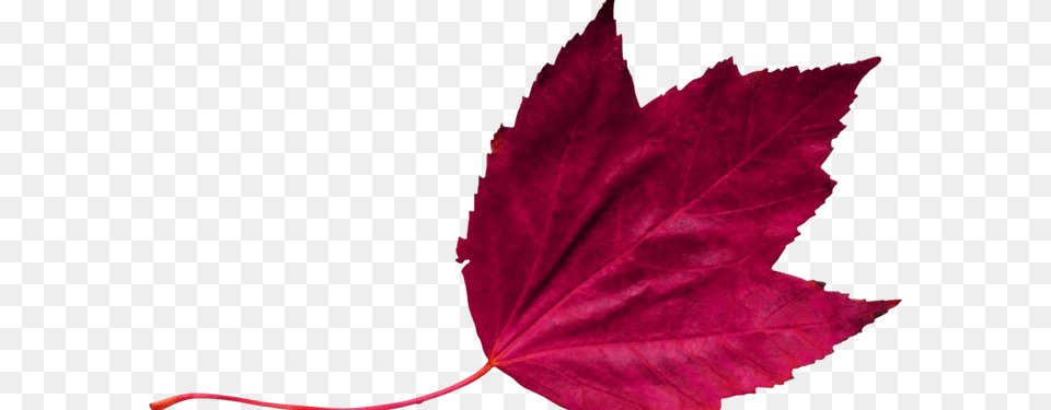 Red Leaf 2 Maroon Leaf, Plant, Tree, Maple Leaf, Maple Free Png Download