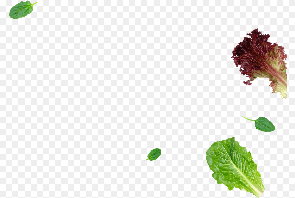 Red Leaf Lettuce, Plant, Food, Produce, Vegetable Free Png Download
