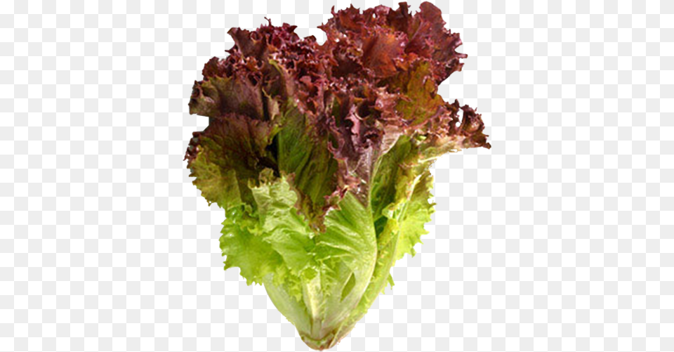 Red Leaf Lettuce Organic Red Lettuce, Food, Plant, Produce, Vegetable Free Png