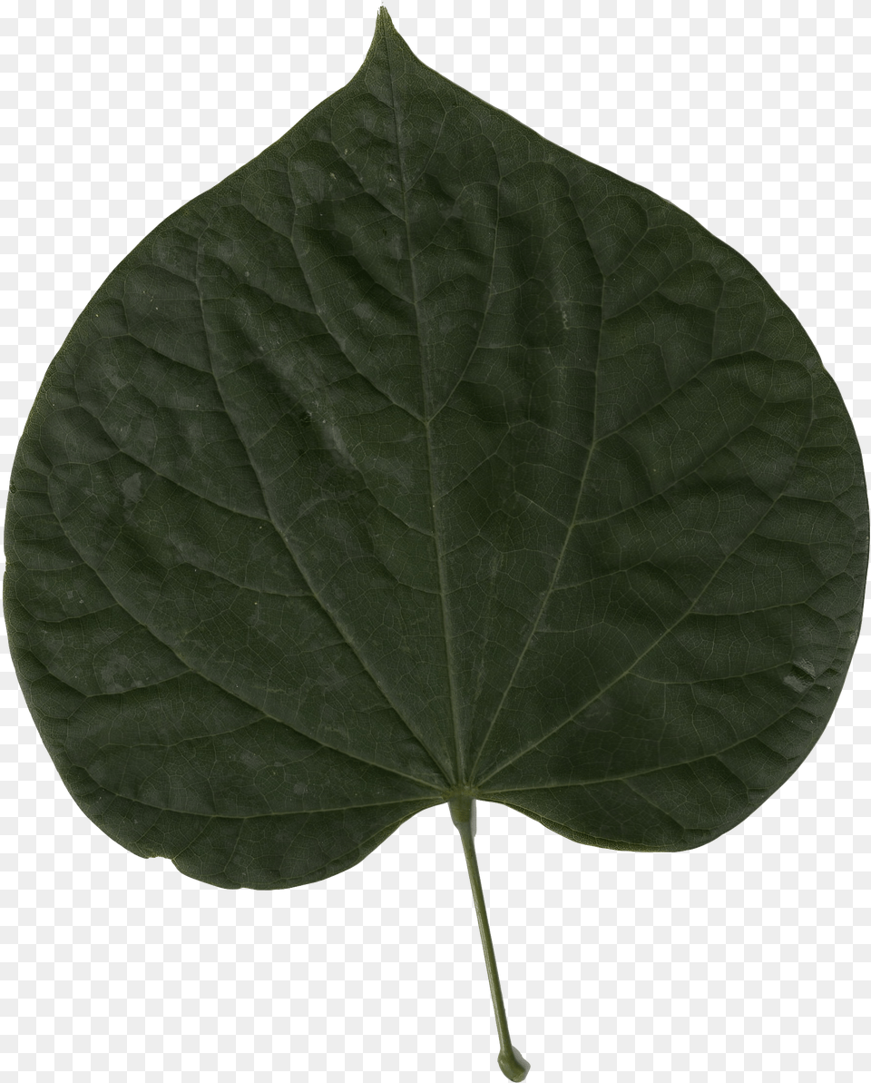 Red Leaf Red Bud, Plant, Flower Png Image