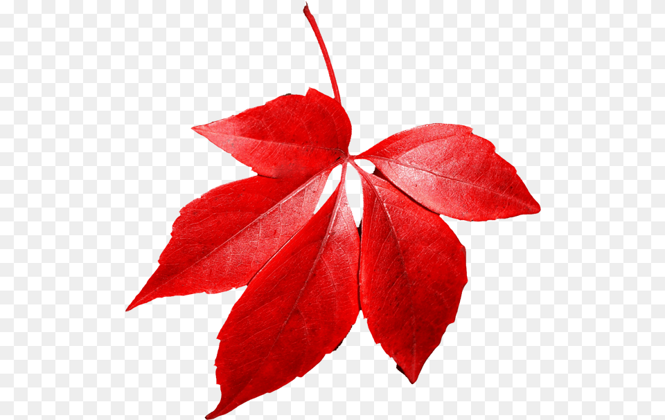 Red Leaves 1 Image Red Autumn Leaf, Plant, Tree, Maple, Maple Leaf Free Transparent Png