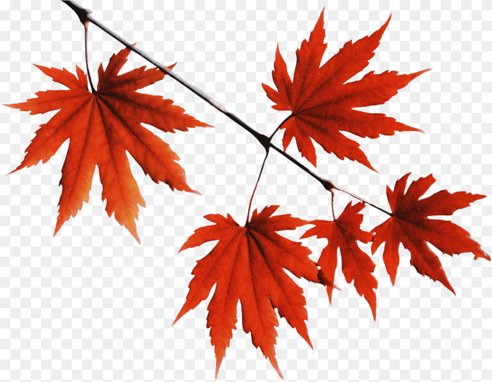 Red Leaves 3 Image Red Leaves, Leaf, Maple, Plant, Tree Free Transparent Png