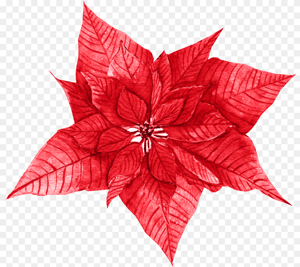 Red Leaves Texture Poinsettia, Leaf, Plant, Dahlia, Flower Png