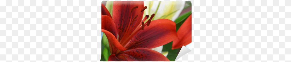 Red Lilies, Flower, Plant, Lily, Animal Free Png Download