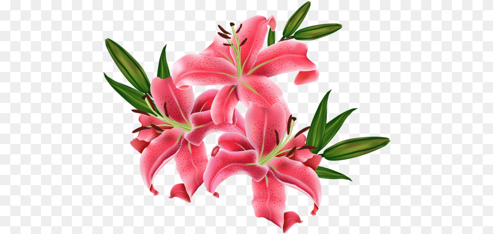 Red Lilium Clip Imagem Flowers Hd Wallpaper Flower Hd, Plant, Lily, Petal Free Png Download