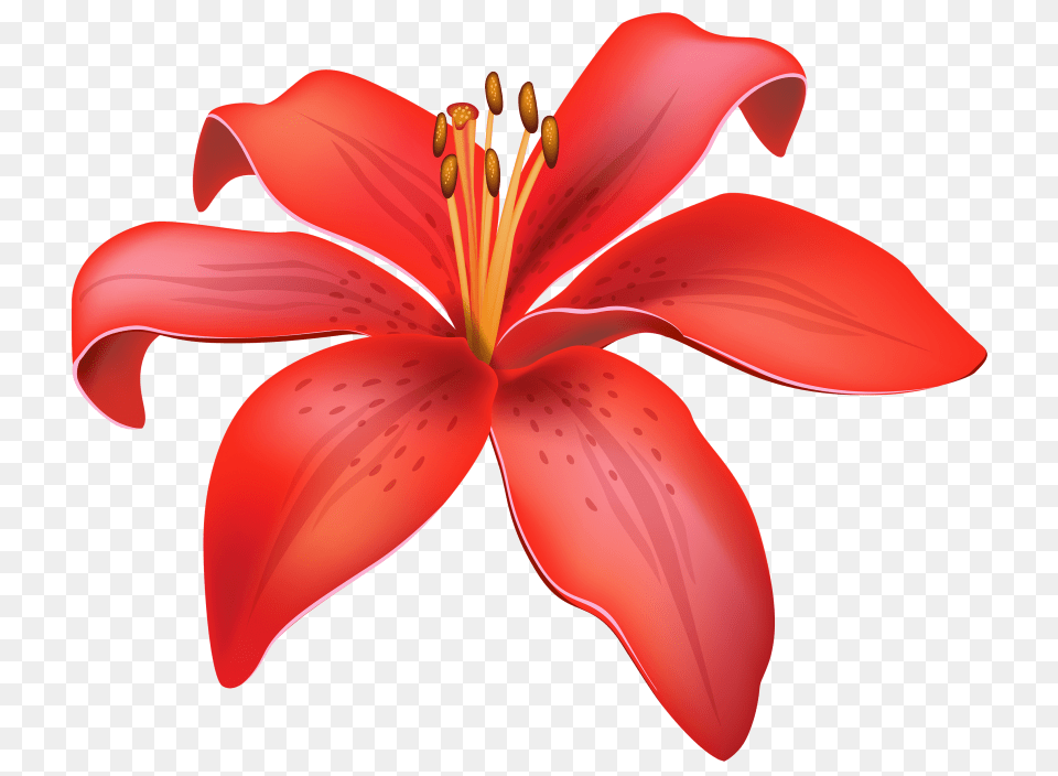 Red Lily Flower, Petal, Plant, Anther, Animal Free Png Download