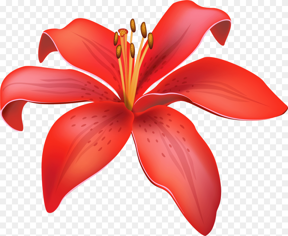 Red Lily Flower Clipart Lily Flower Vector, Petal, Plant, Anther Png Image