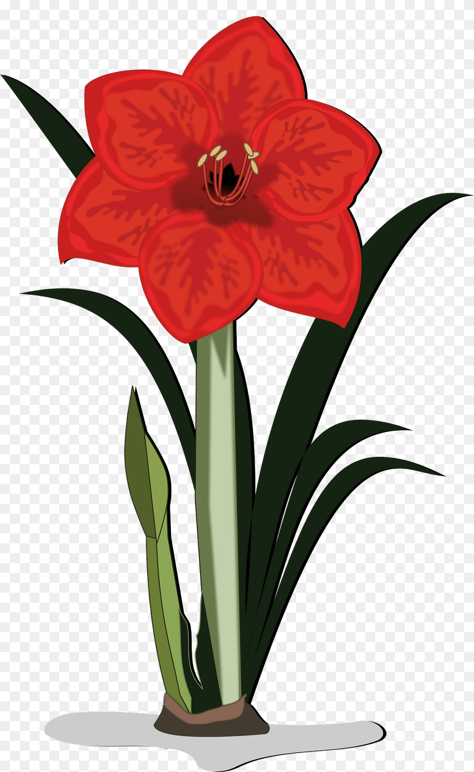 Red Lily Flower With Stem Clipart, Plant, Amaryllis, Nature, Outdoors Png Image