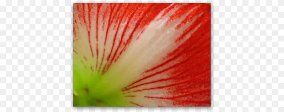 Red Lines Petunia, Flower, Geranium, Plant, Amaryllis Free Png