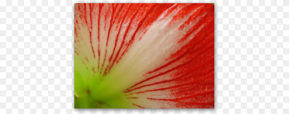 Red Lines Petunia, Flower, Geranium, Plant, Amaryllis Png