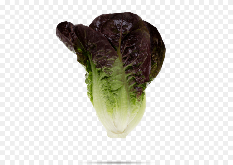 Red Little Gem Romaine Lettuce, Food, Plant, Produce, Vegetable Free Png