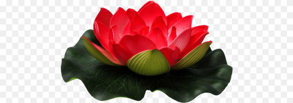 Red Lotus Flower Red Lotus Flower, Plant, Dahlia, Lily, Petal Free Png