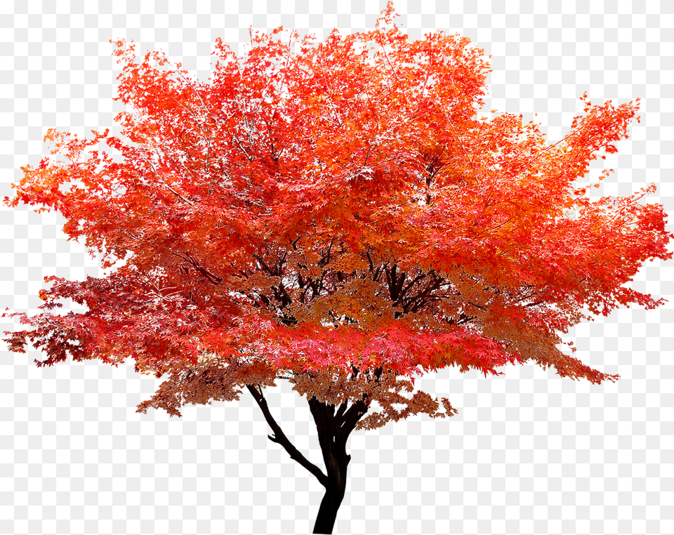 Red Maple Arbol Rojo Png Image