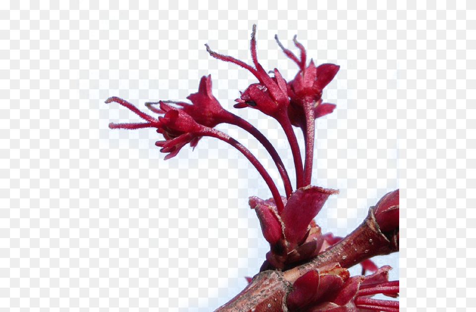 Red Maple Flowers Artificial Flower, Bud, Plant, Sprout, Tree Free Png Download