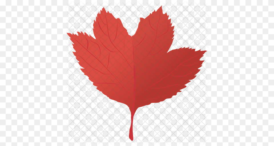 Red Maple Icon Of Flat Style Red Maple, Leaf, Plant, Tree, Maple Leaf Free Png