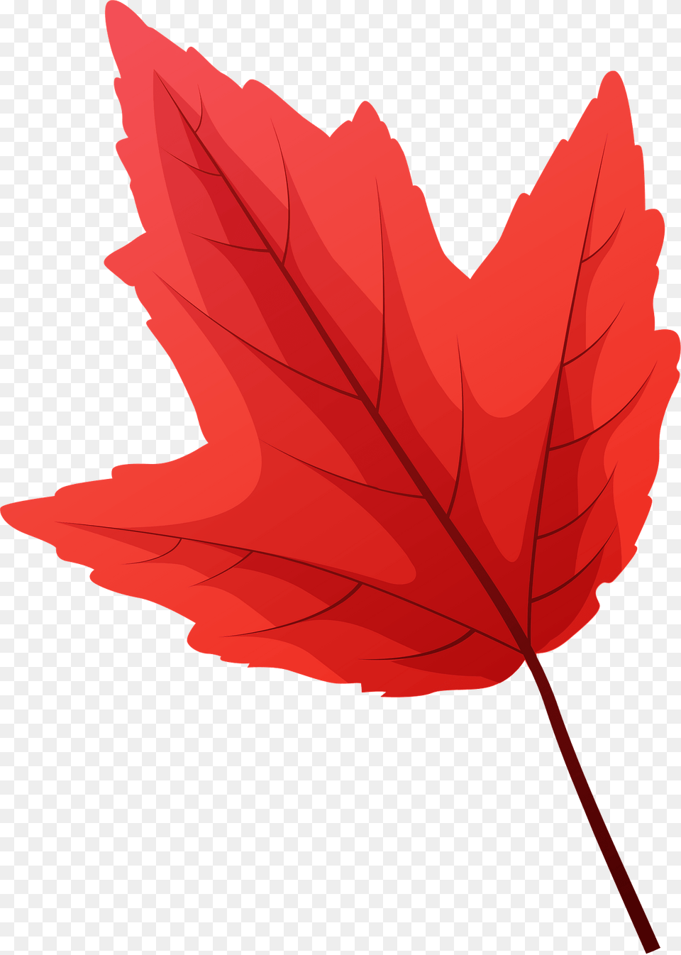 Red Maple Late Autumn Leaf Clipart, Plant, Tree, Maple Leaf, Dynamite Free Png