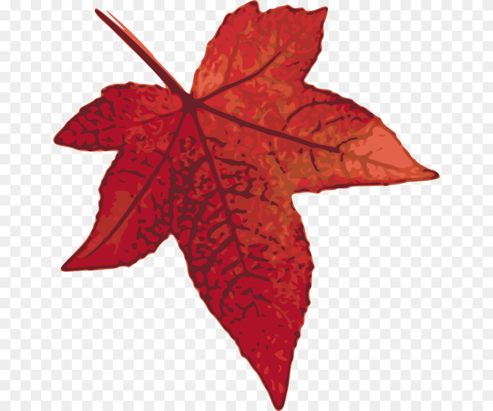 Red Maple Leaf, Plant, Tree, Maple Leaf Png