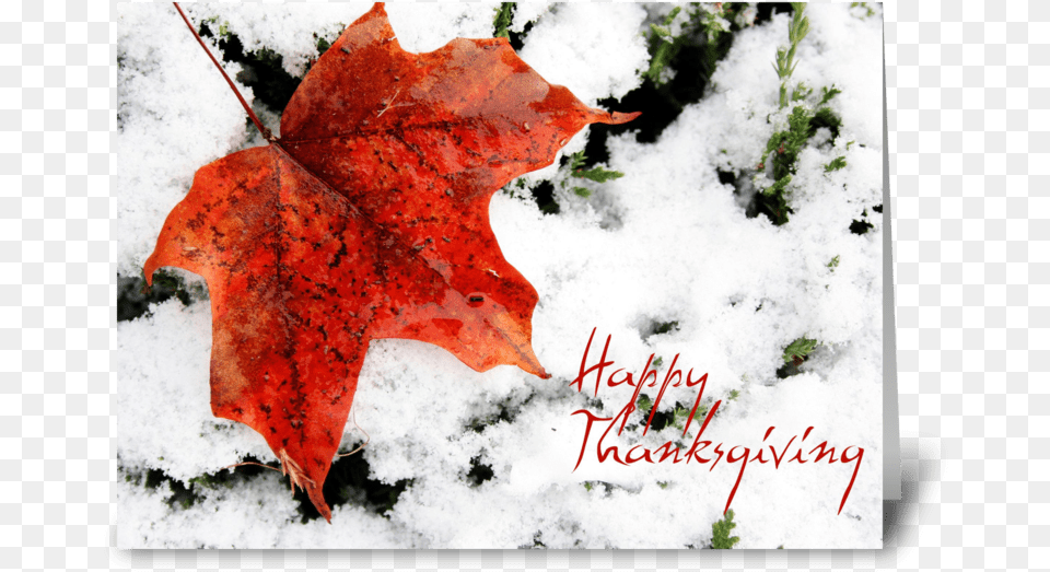 Red Maple Leaf Canadian Thanksgiving Greeting Card Party, Plant, Tree, Maple Leaf Png Image