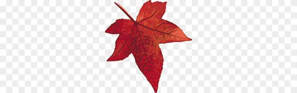 Red Maple Leaf Clip Art, Plant, Tree, Maple Leaf, Person Free Png Download