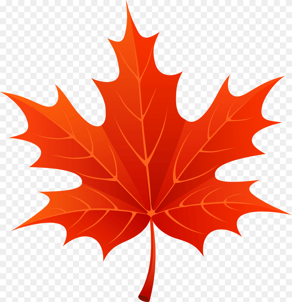 Red Maple Leaf Clipart, Plant, Tree, Maple Leaf, Dynamite Png Image