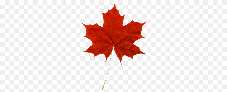Red Maple Leaf Fall In Leaves Maple Tree, Maple Leaf, Plant Free Png
