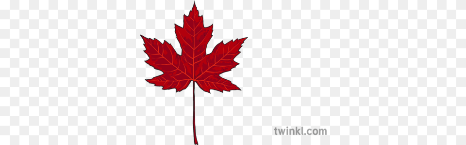 Red Maple Leaf Illustration Twinkl Sunningdale Heath Golf Club Logo, Plant, Tree, Maple Leaf Free Png