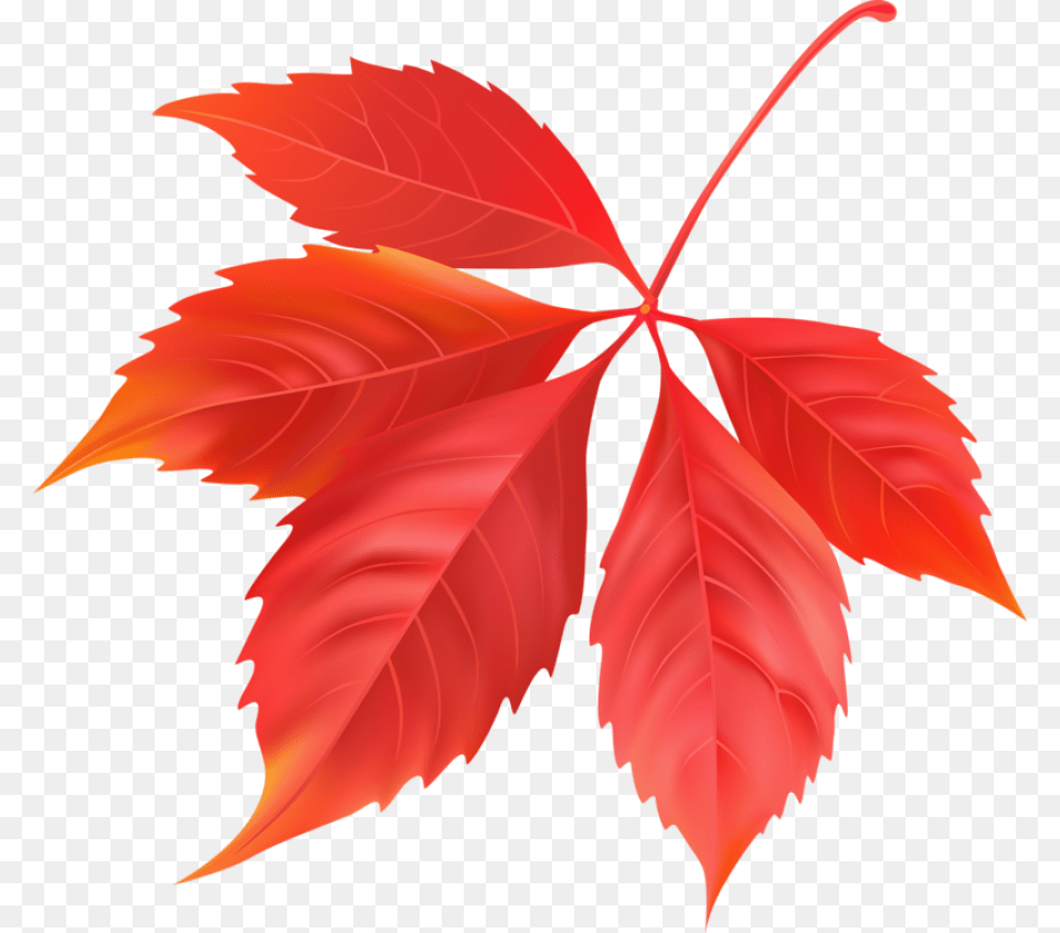 Red Maple Leaf Image Folhas Do Canada, Plant, Tree, Maple Leaf Free Png