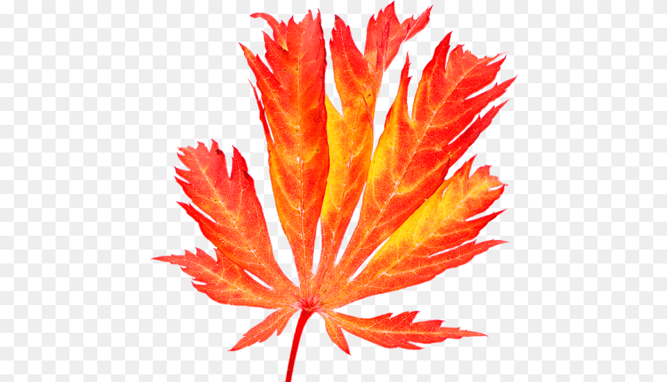 Red Maple Leaf In Autumn Photos By Canva Japanese Maple, Plant, Tree Free Png
