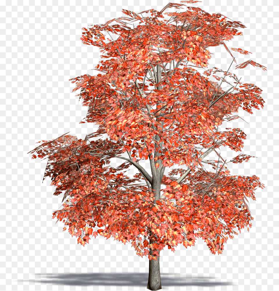 Red Maple Swamp Maple3d Viewclass Mw 100 Mh 100 Arbol De Maple Dibujo, Leaf, Plant, Tree Png Image