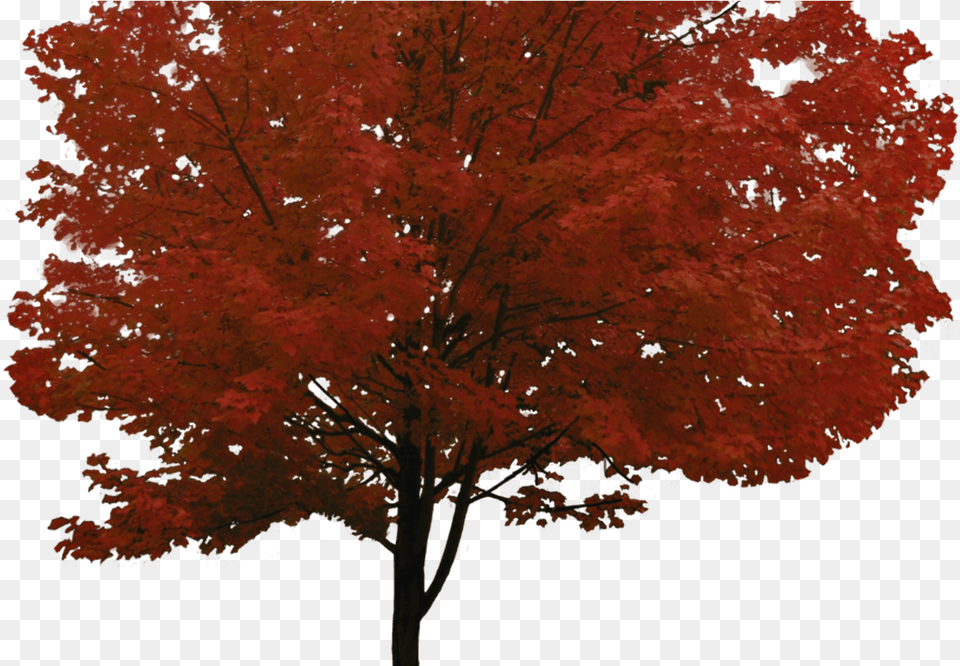 Red Maple Tree, Leaf, Plant, Face, Head Free Png Download