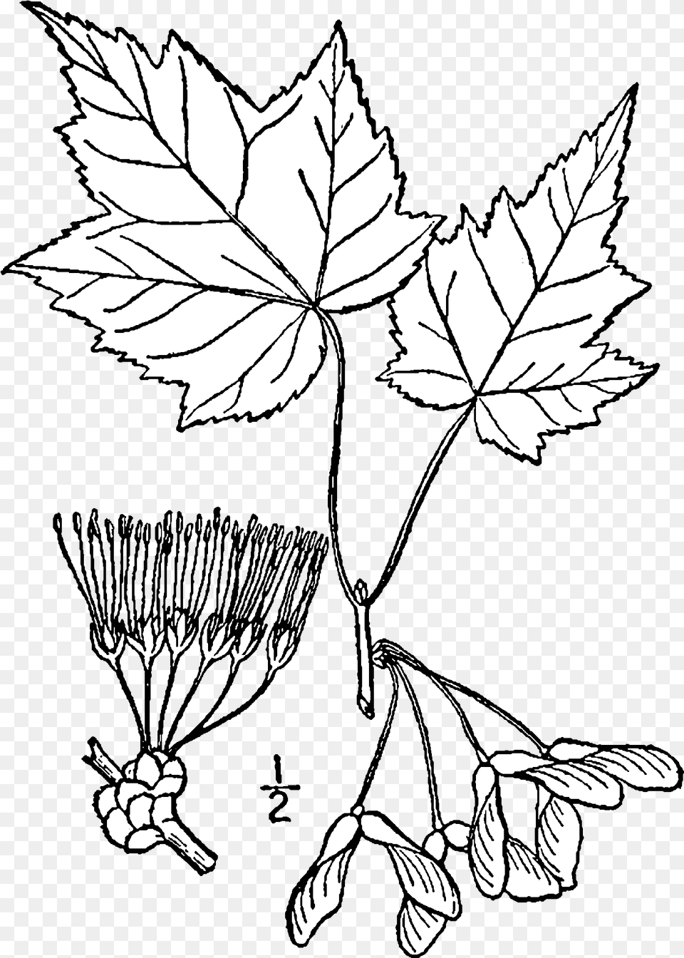 Red Maple Tree Drawing, Leaf, Plant, Art, Oak Free Png Download